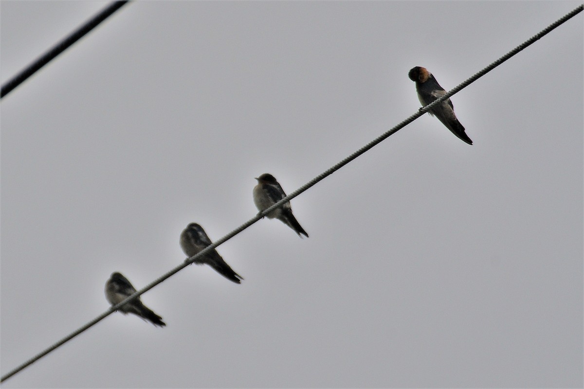 Pacific Swallow - ML195542241