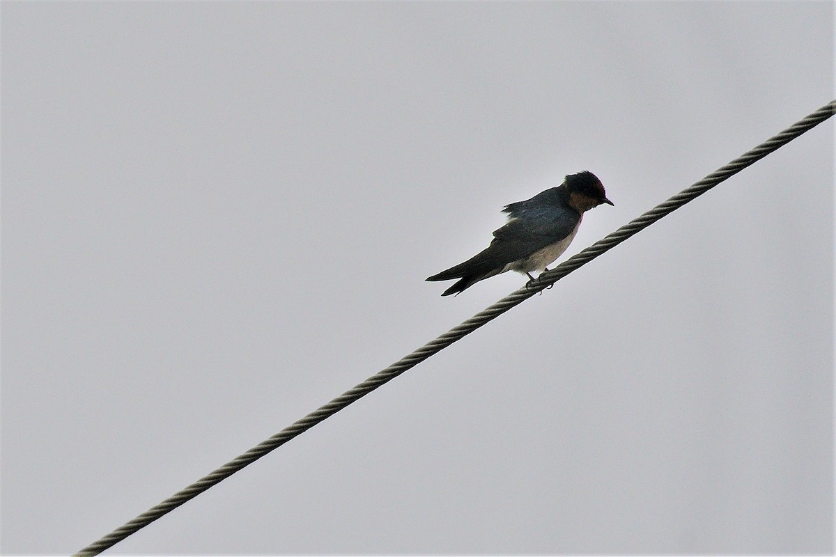 Pacific Swallow - ML195542251