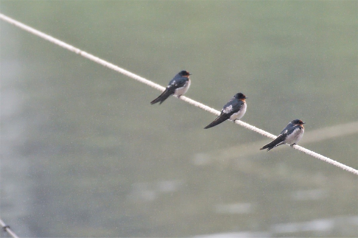 Pacific Swallow - ML195542271