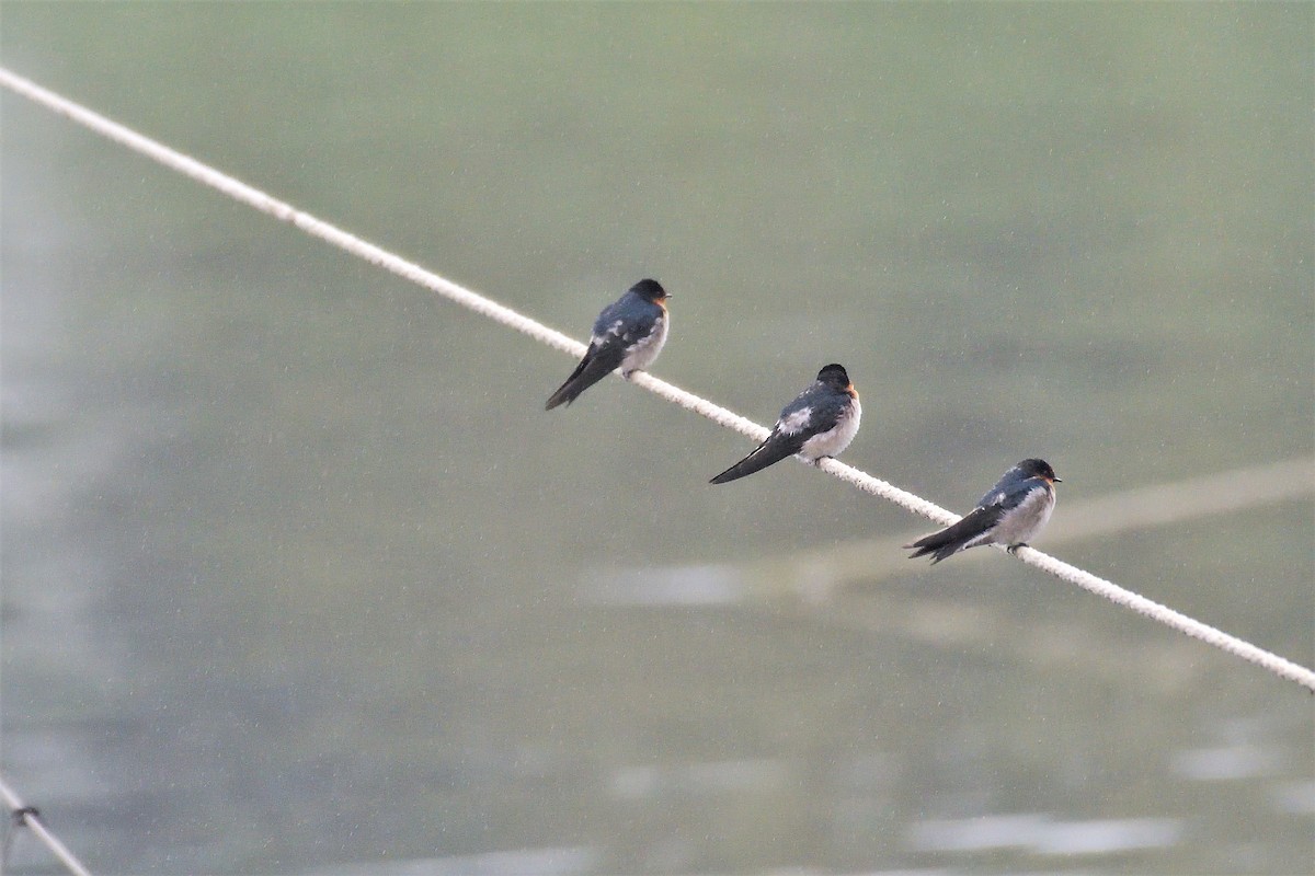 Pacific Swallow - ML195542291