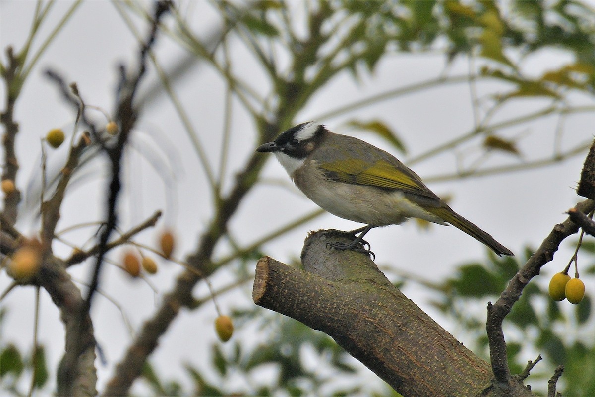 Light-vented Bulbul - ML195542331