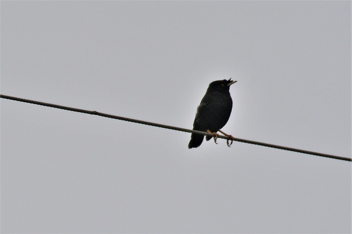 Crested Myna - ML195542371