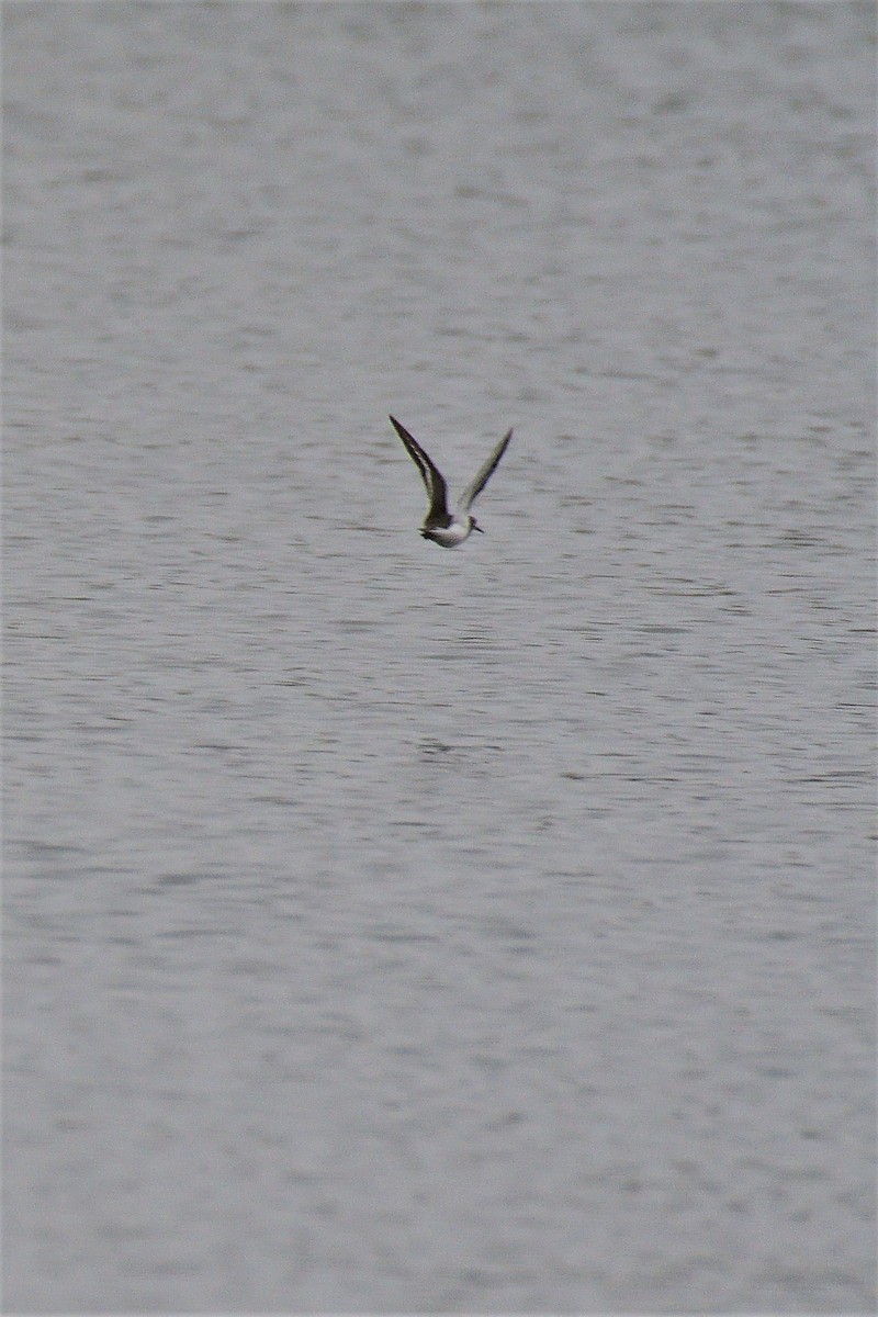 Common Sandpiper - ML195542541