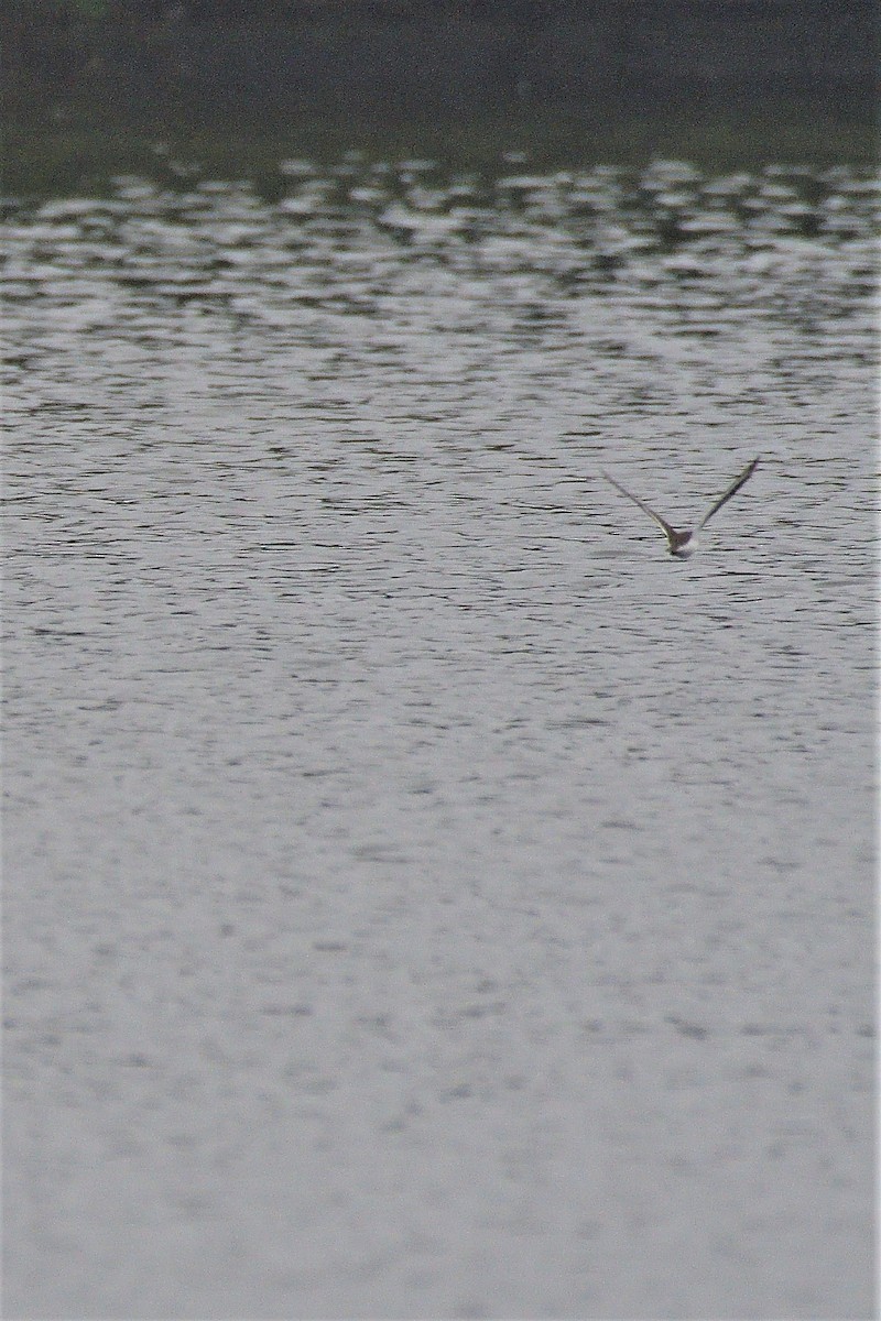 Common Sandpiper - ML195542551