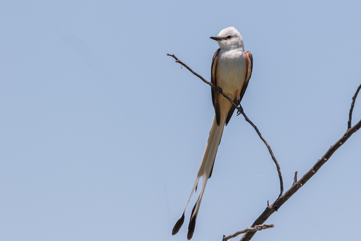 Scissor-tailed Flycatcher - ML195542661