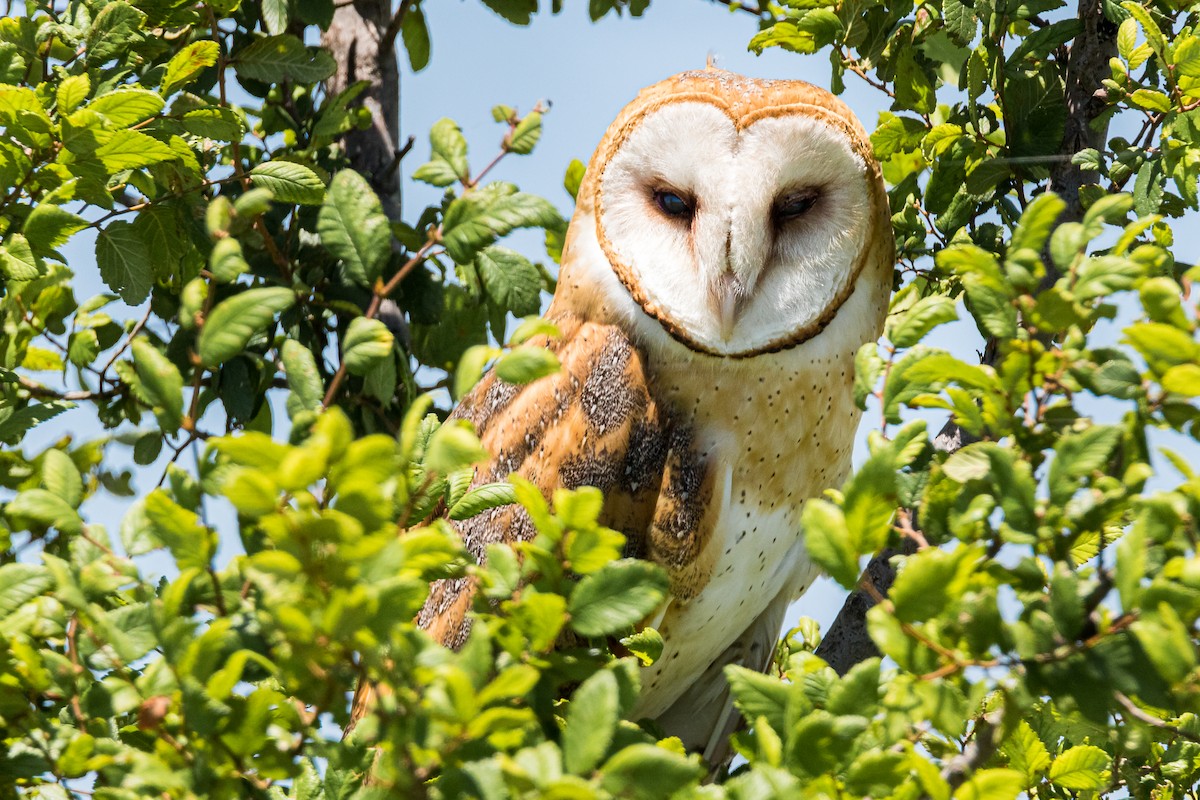 Barn Owl - ML195542901