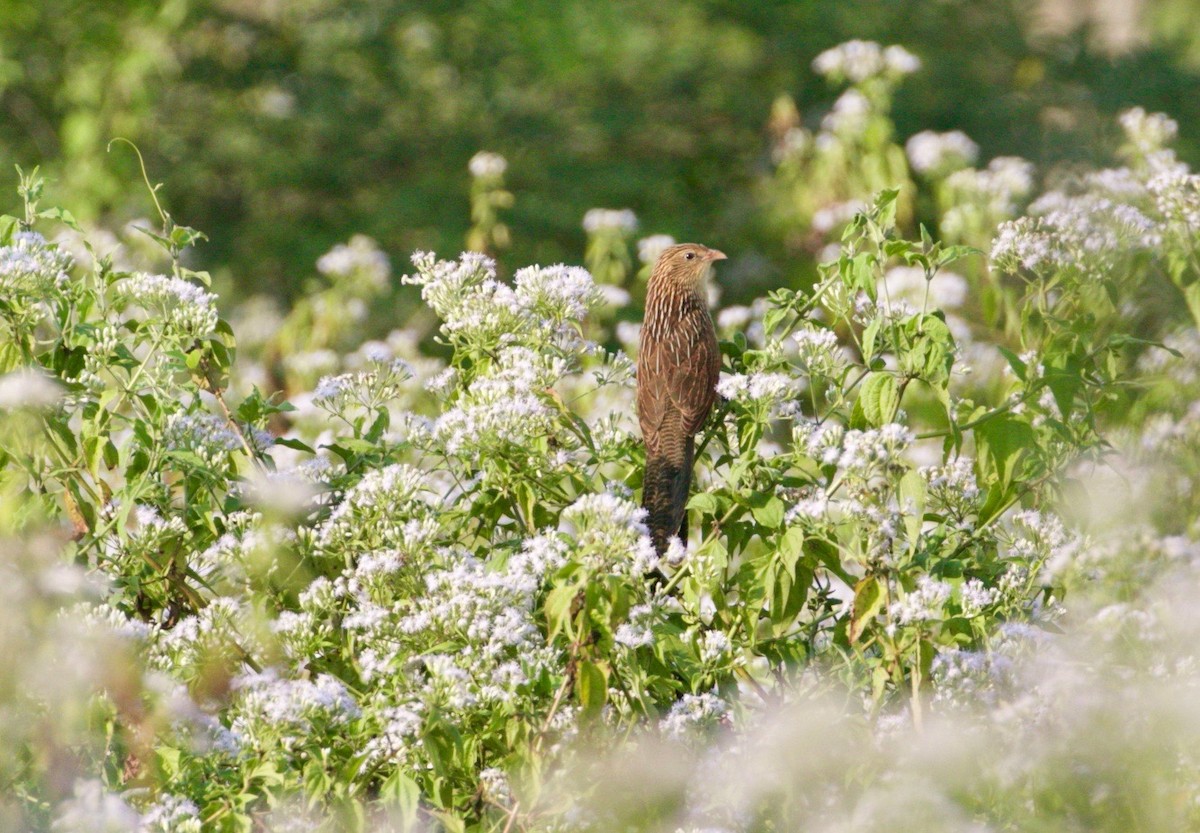 Lesser Coucal - ML195543781