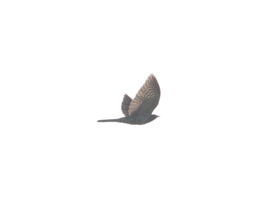 Large Hawk-Cuckoo - Scott Baker