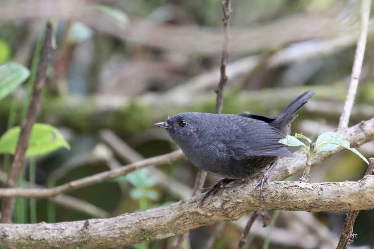 Paramo Tapaculo - Daniel Branch