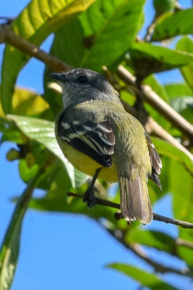 Yellow-crowned Tyrannulet - Ted Kavanagh