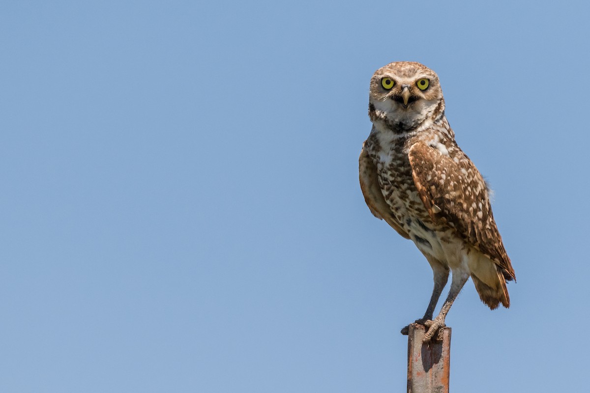 Burrowing Owl - ML195546071