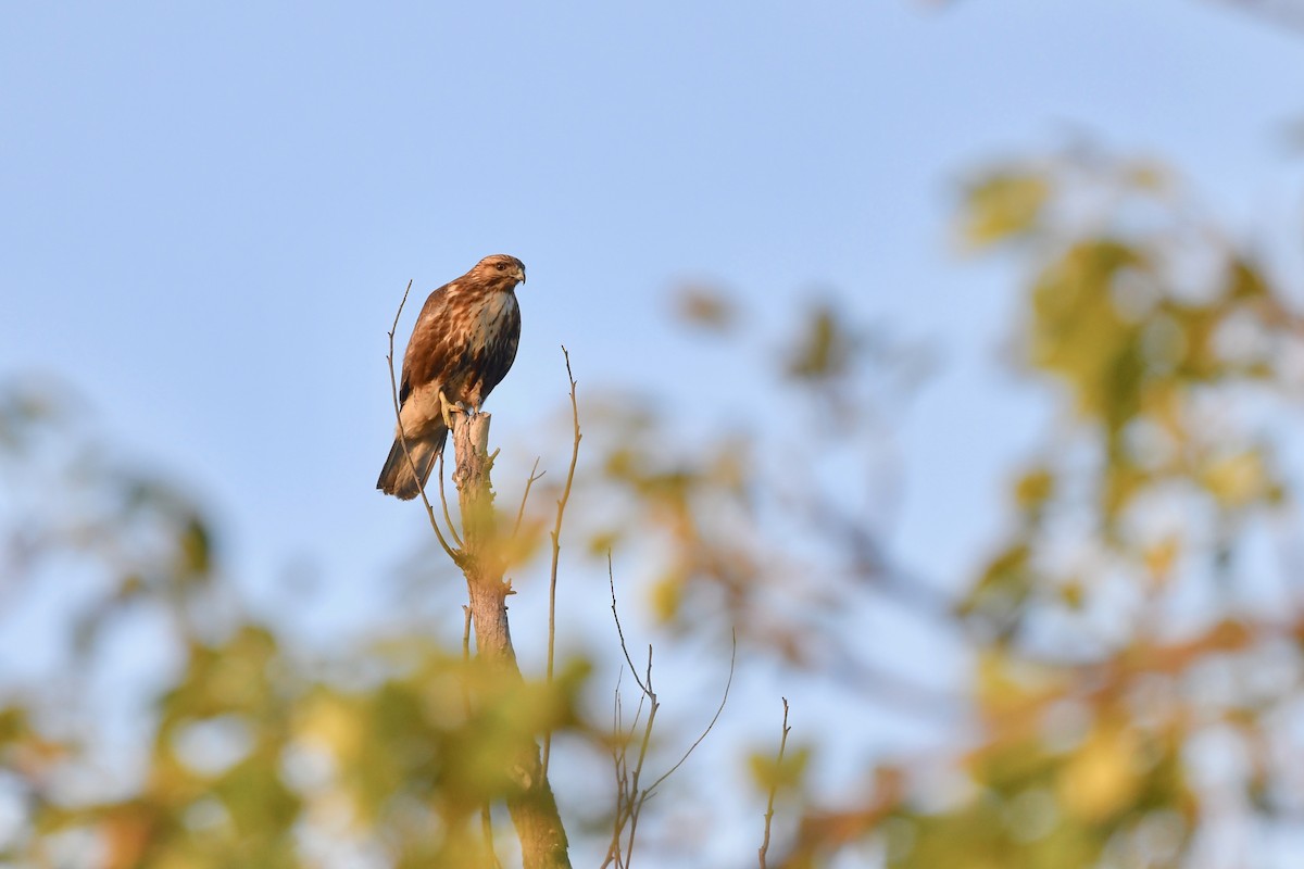 Eastern Buzzard - ML195550551