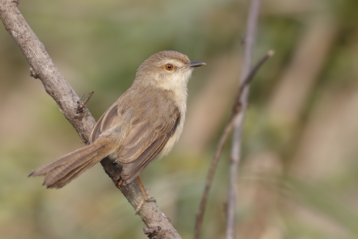 Prinia Sencilla - ML195551651