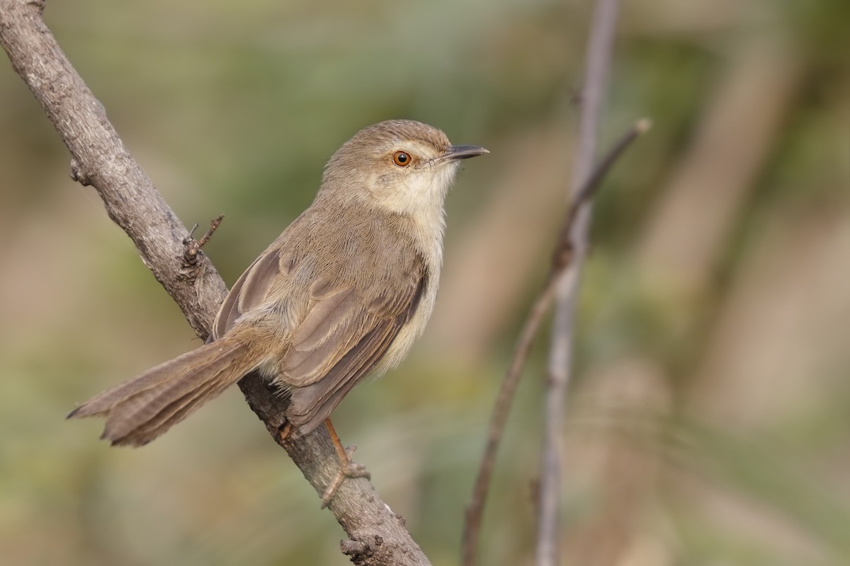 Plain Prinia - Sharif Uddin