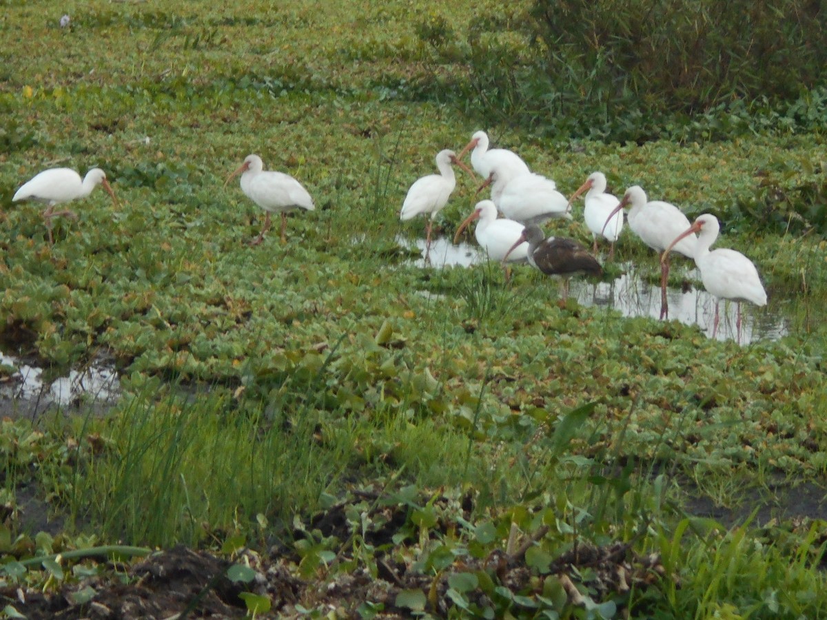 White Ibis - Sharon Buck