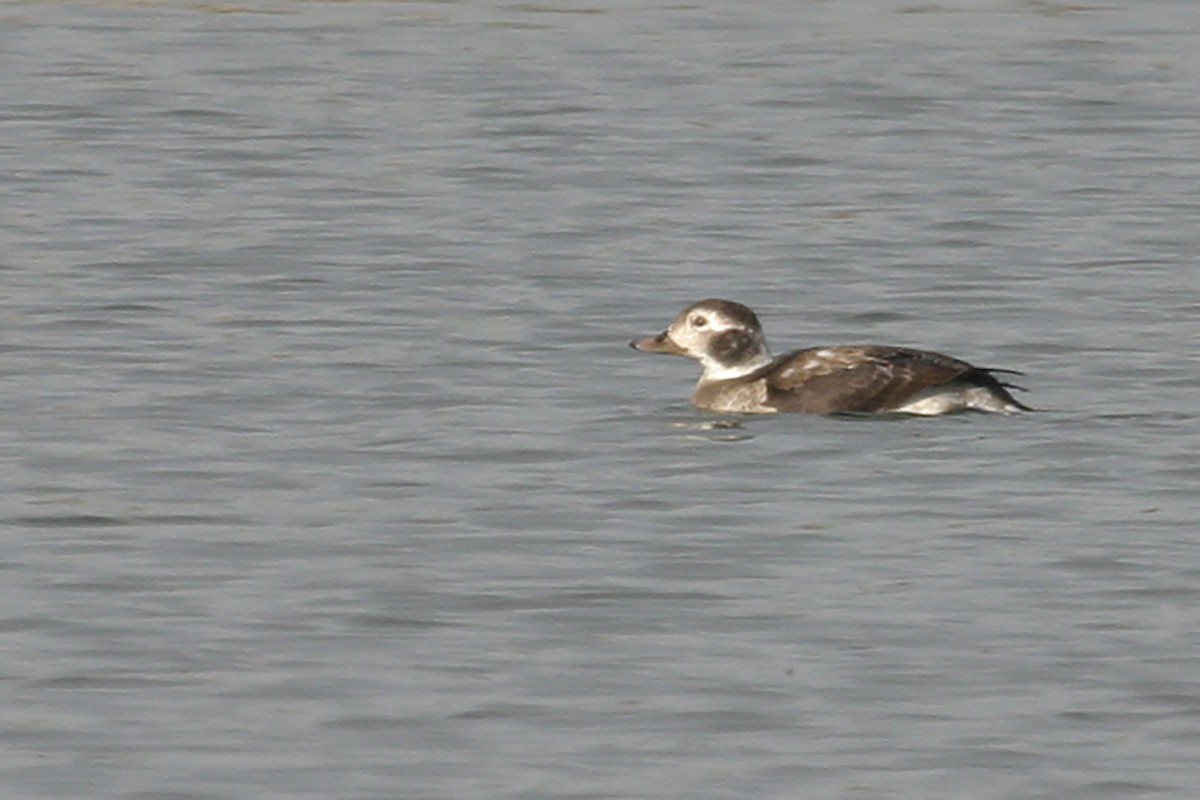 Long-tailed Duck - ML195559141