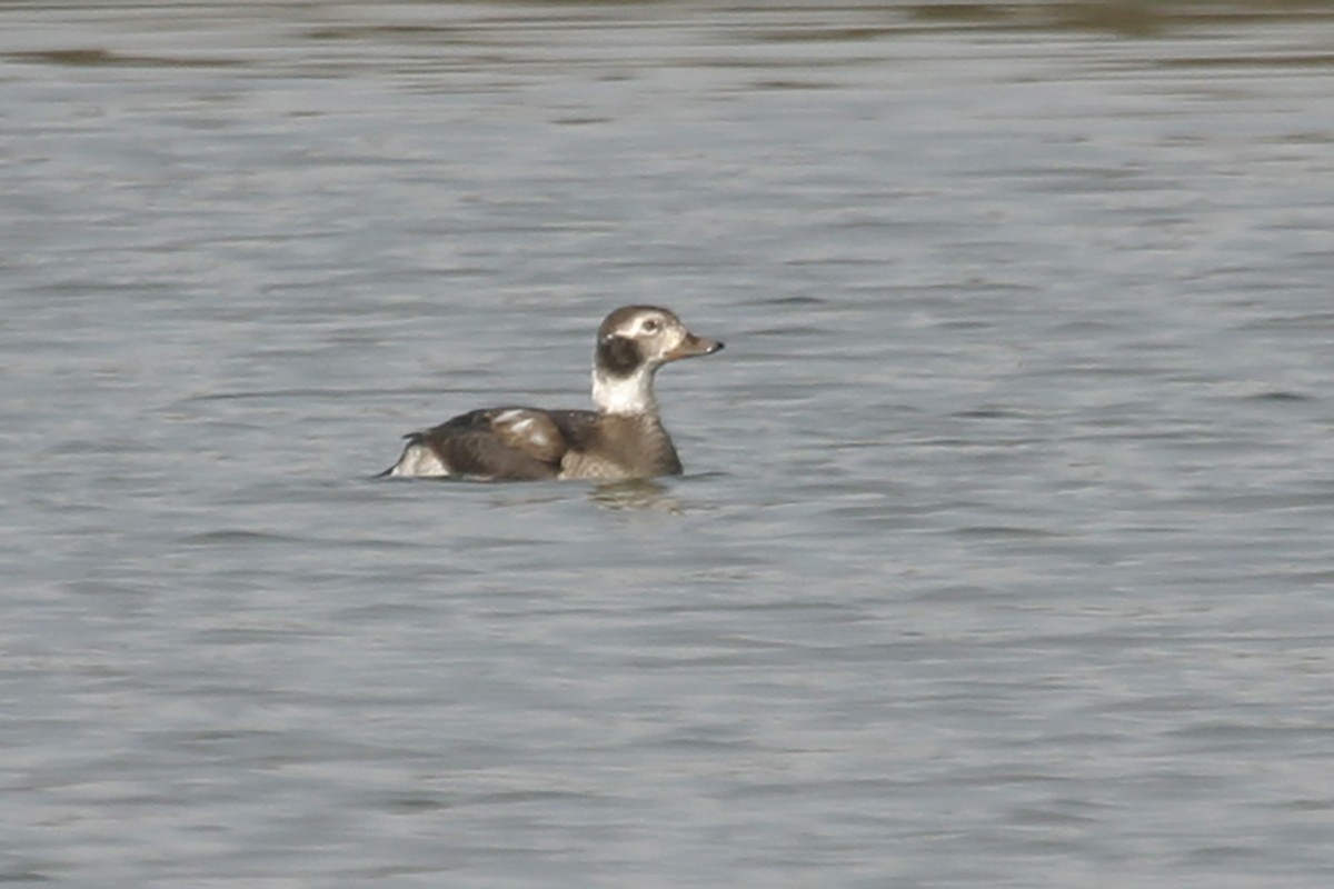 Long-tailed Duck - ML195559151