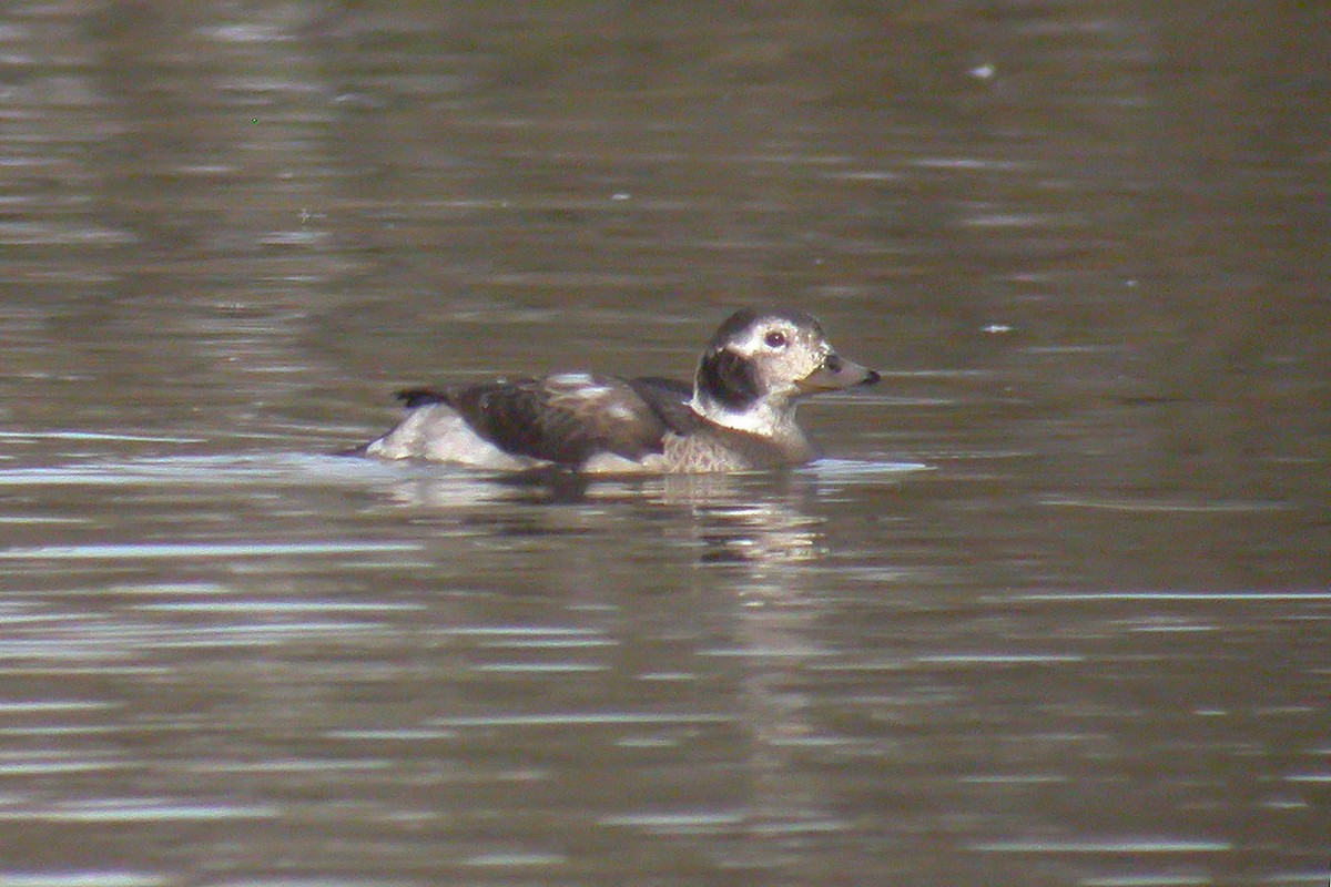 Long-tailed Duck - ML195559171