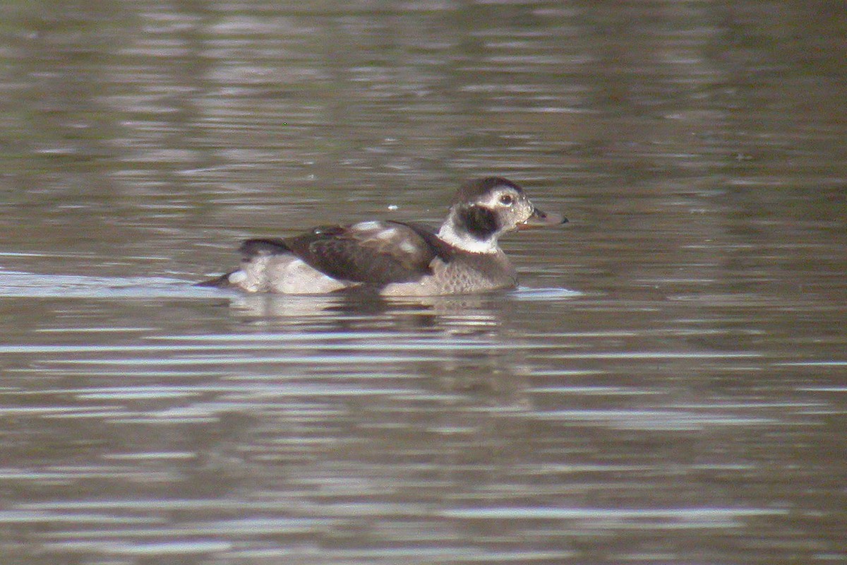 Long-tailed Duck - ML195559181