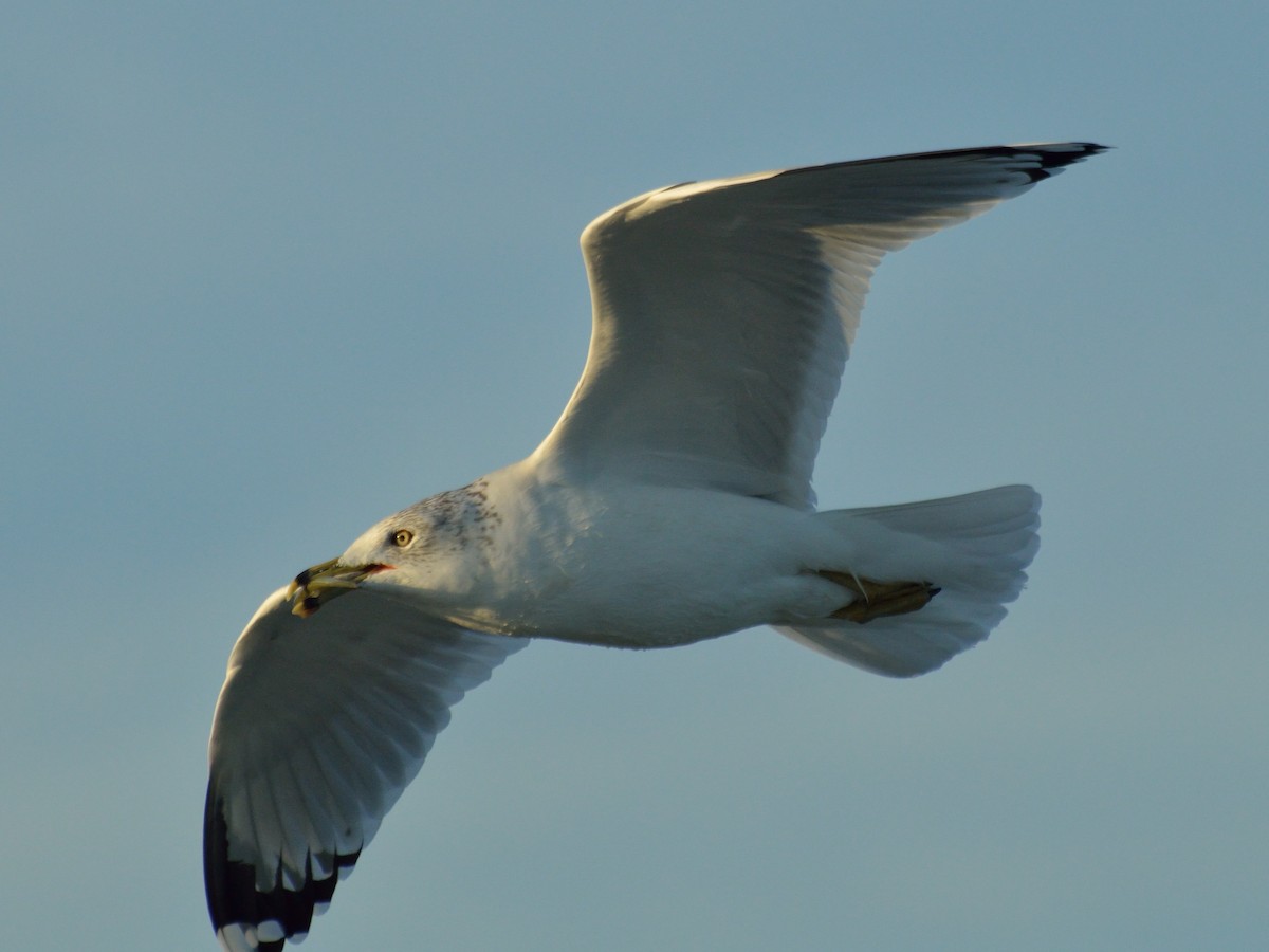 Ring-billed Gull - ML195559961