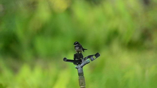 Spot-breasted Fantail - ML195560321