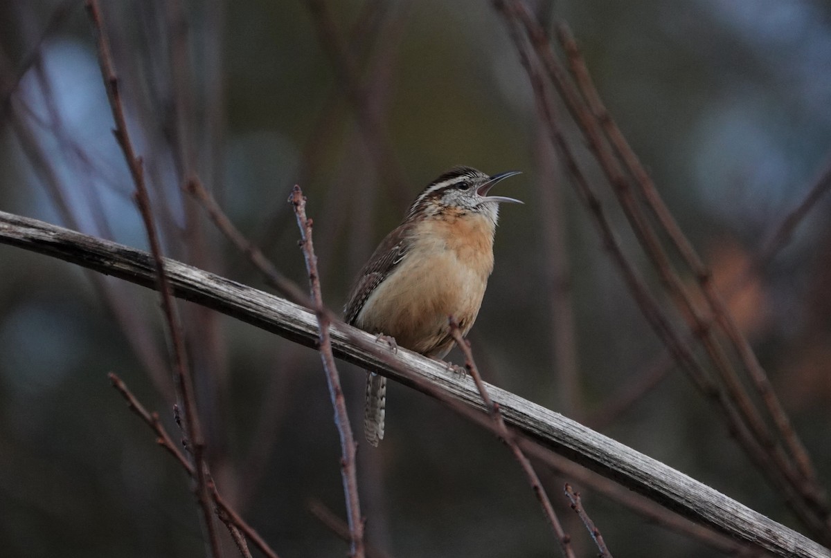 Carolina Wren - ML195560921