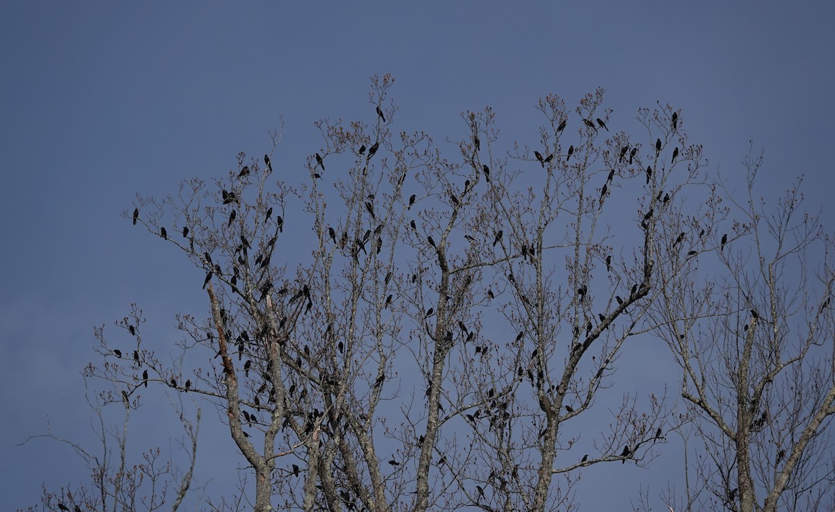 Common Grackle - ML195560981