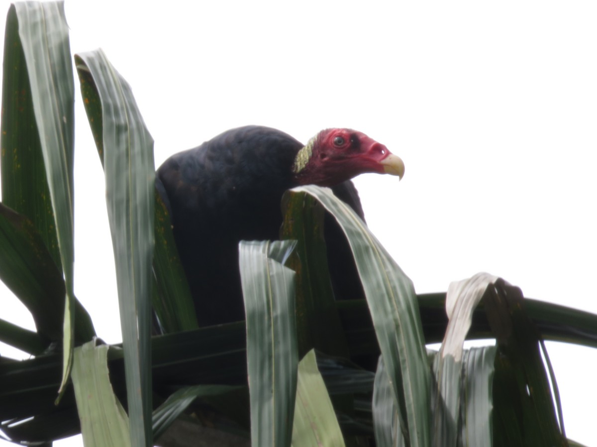 Turkey Vulture - ML195562021