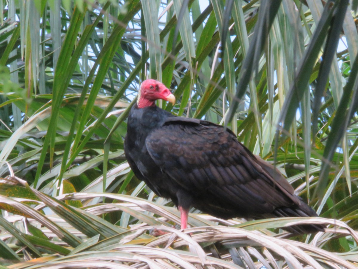 Turkey Vulture - ML195562311