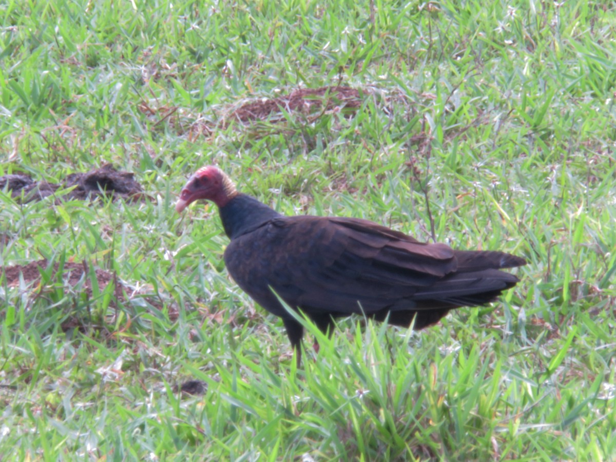 Turkey Vulture - Alexander  Torres