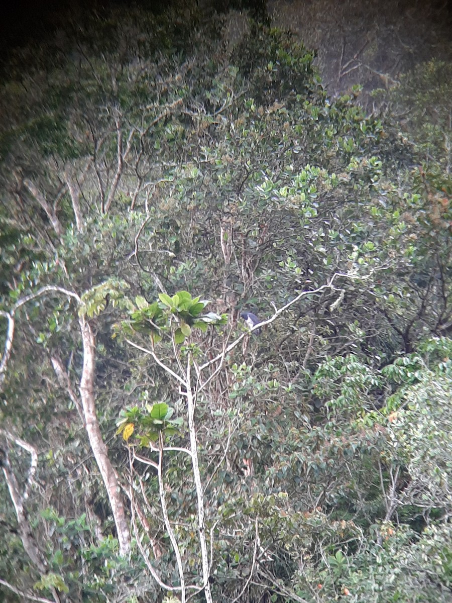 Barred Hawk - ML195563901