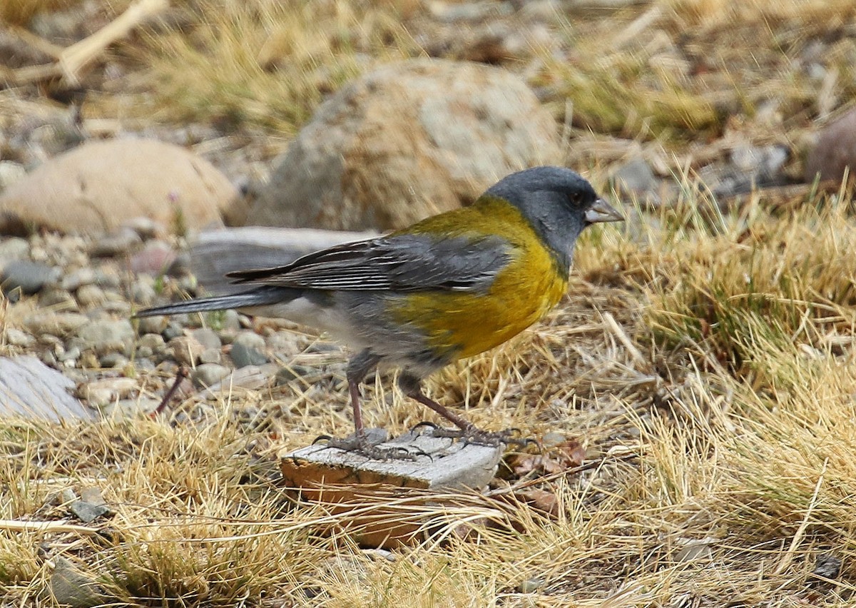 Gray-hooded Sierra Finch - ML195564241