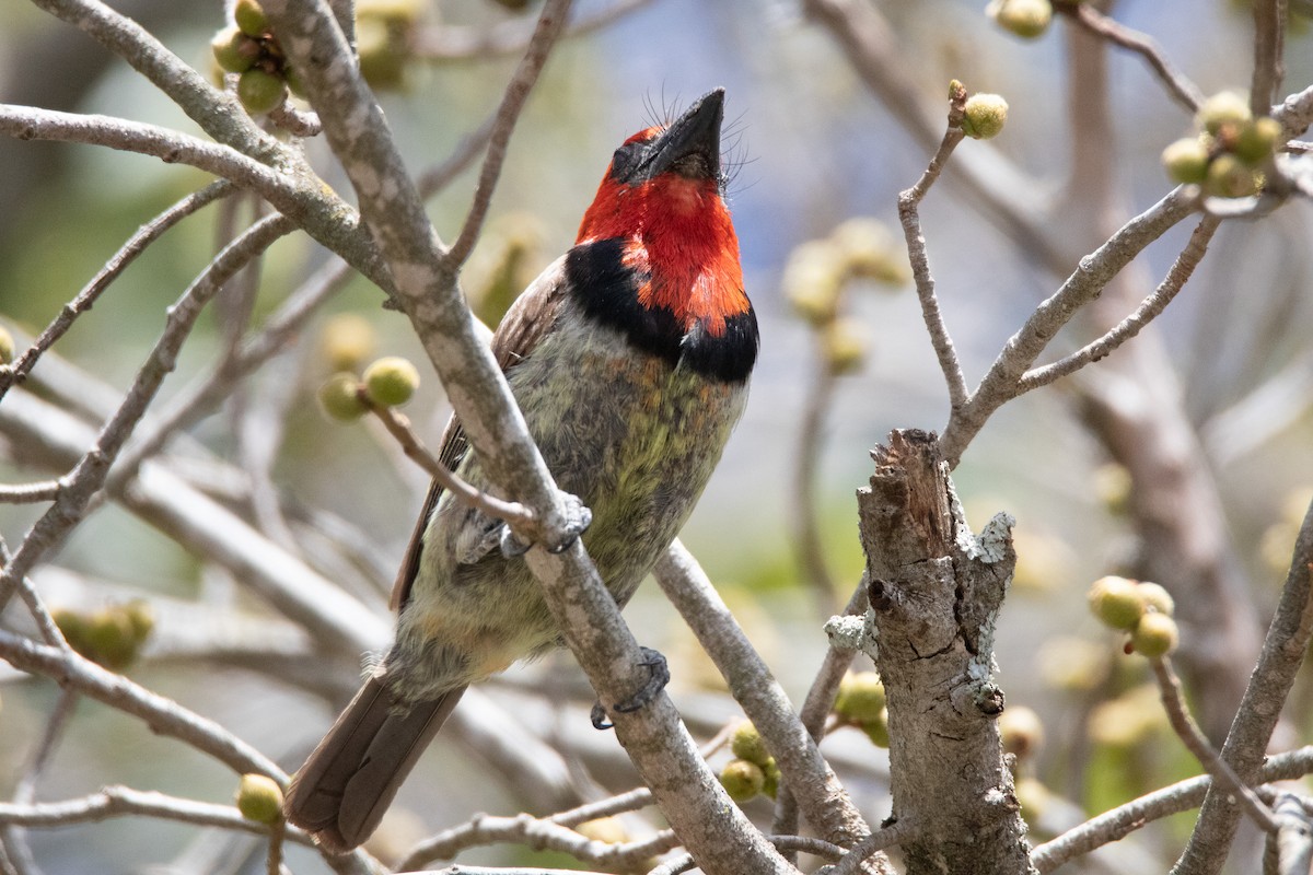 Black-collared Barbet - Karin Coetzer