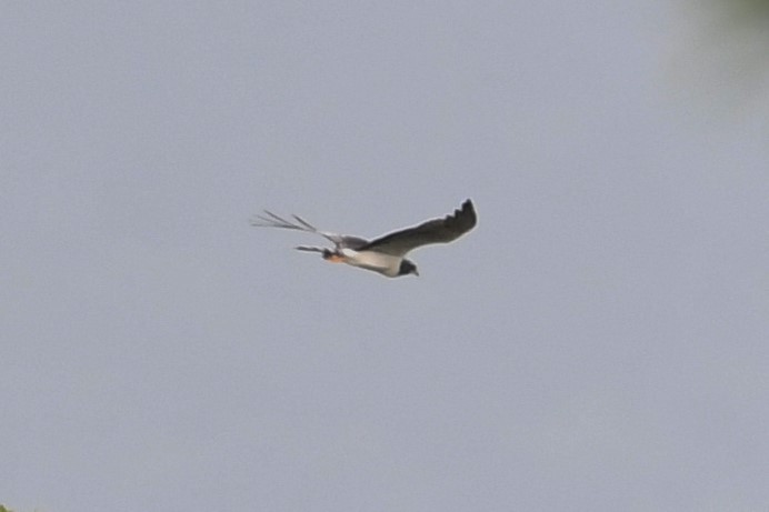 Long-winged Harrier - ML195568471