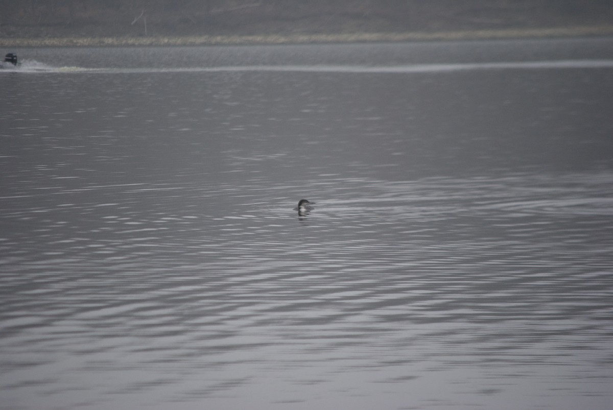 Common Loon - Patrick Oakes