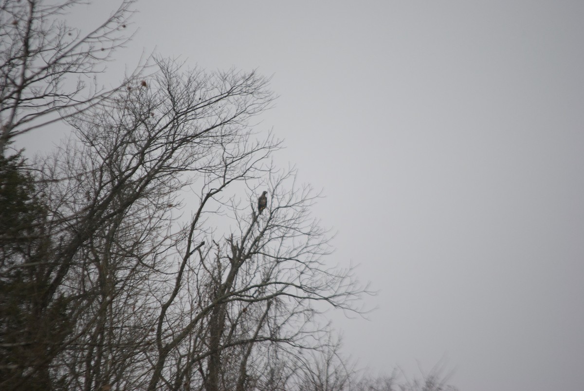 Bald Eagle - Patrick Oakes