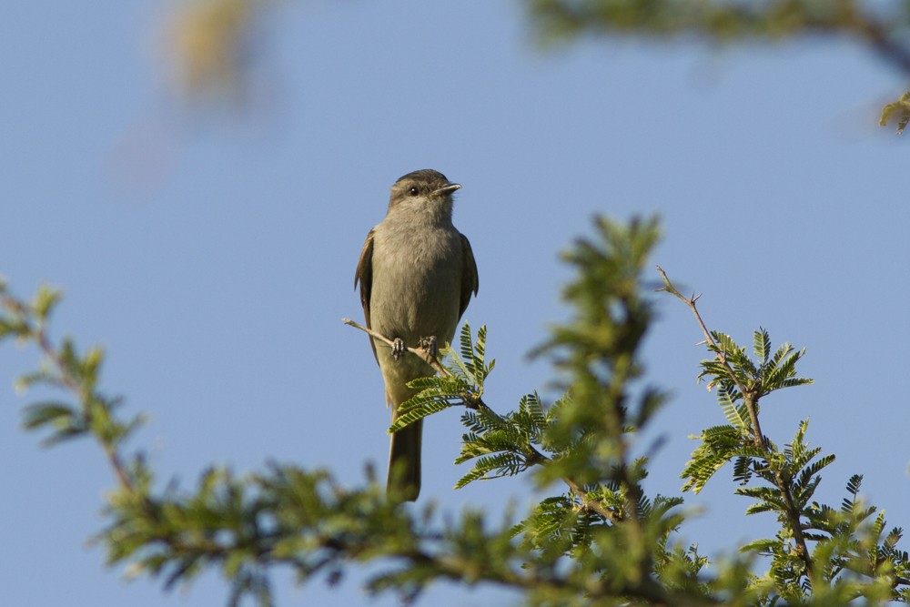 Crowned Slaty Flycatcher - ML195569251