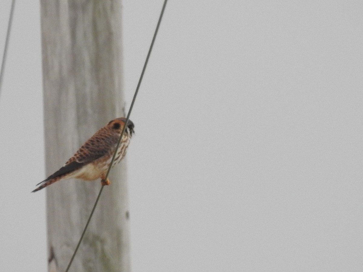 American Kestrel - ML195571991