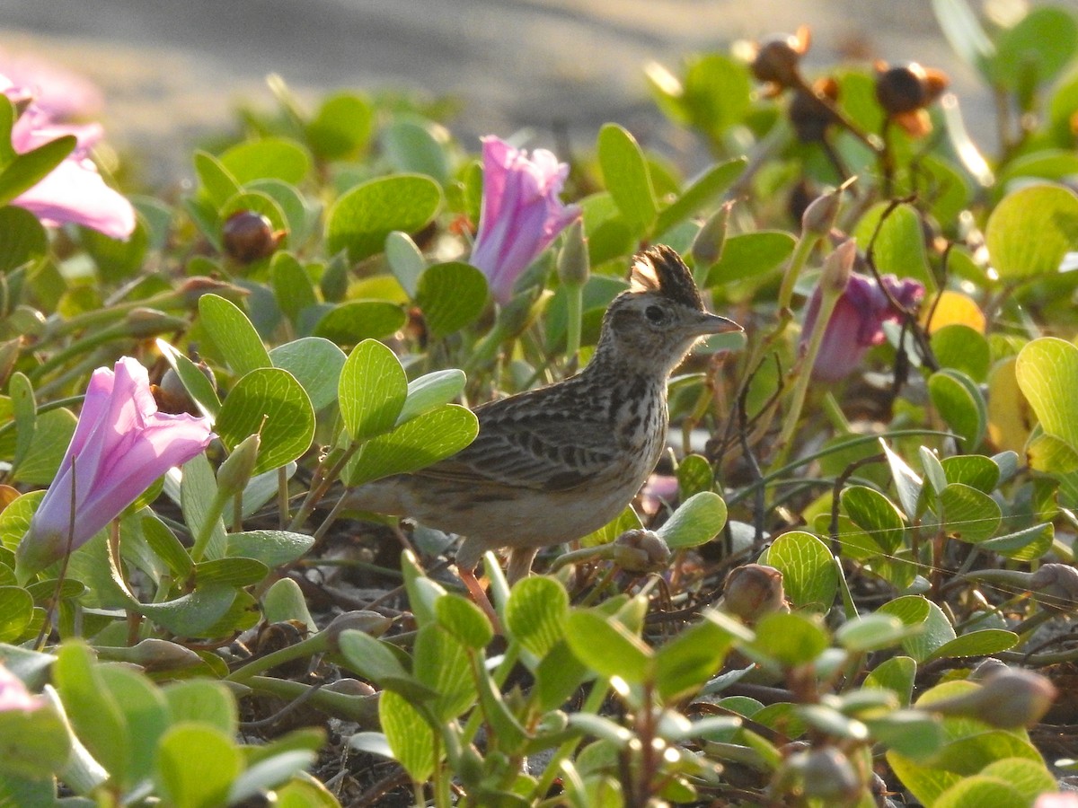 Oriental Skylark - ML195572591