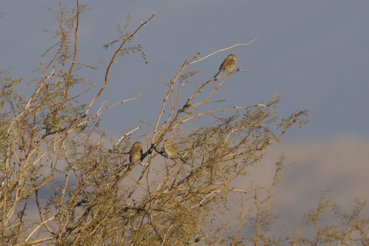 Brewer's Sparrow - ML195573991