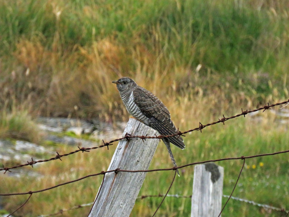 Common Cuckoo - ML195575861