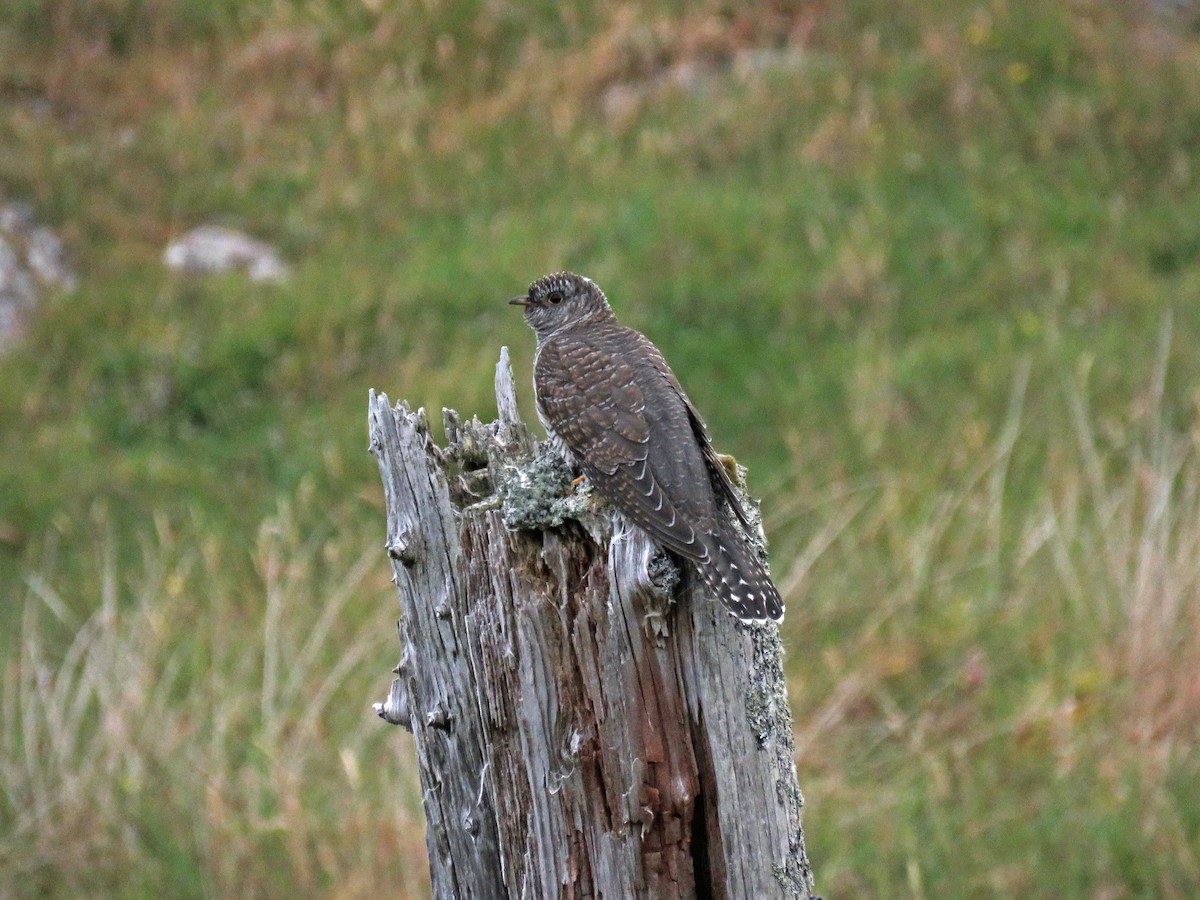 Common Cuckoo - ML195575871