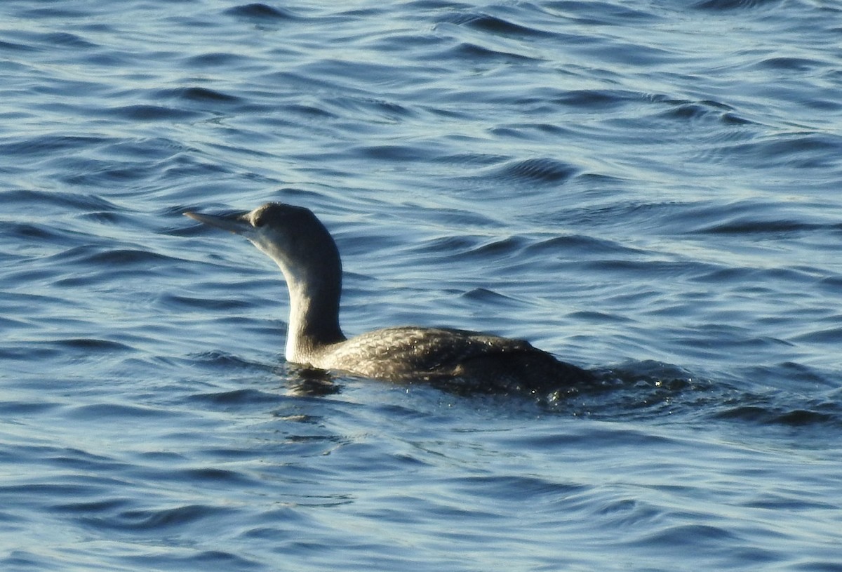Red-throated Loon - ML195579471