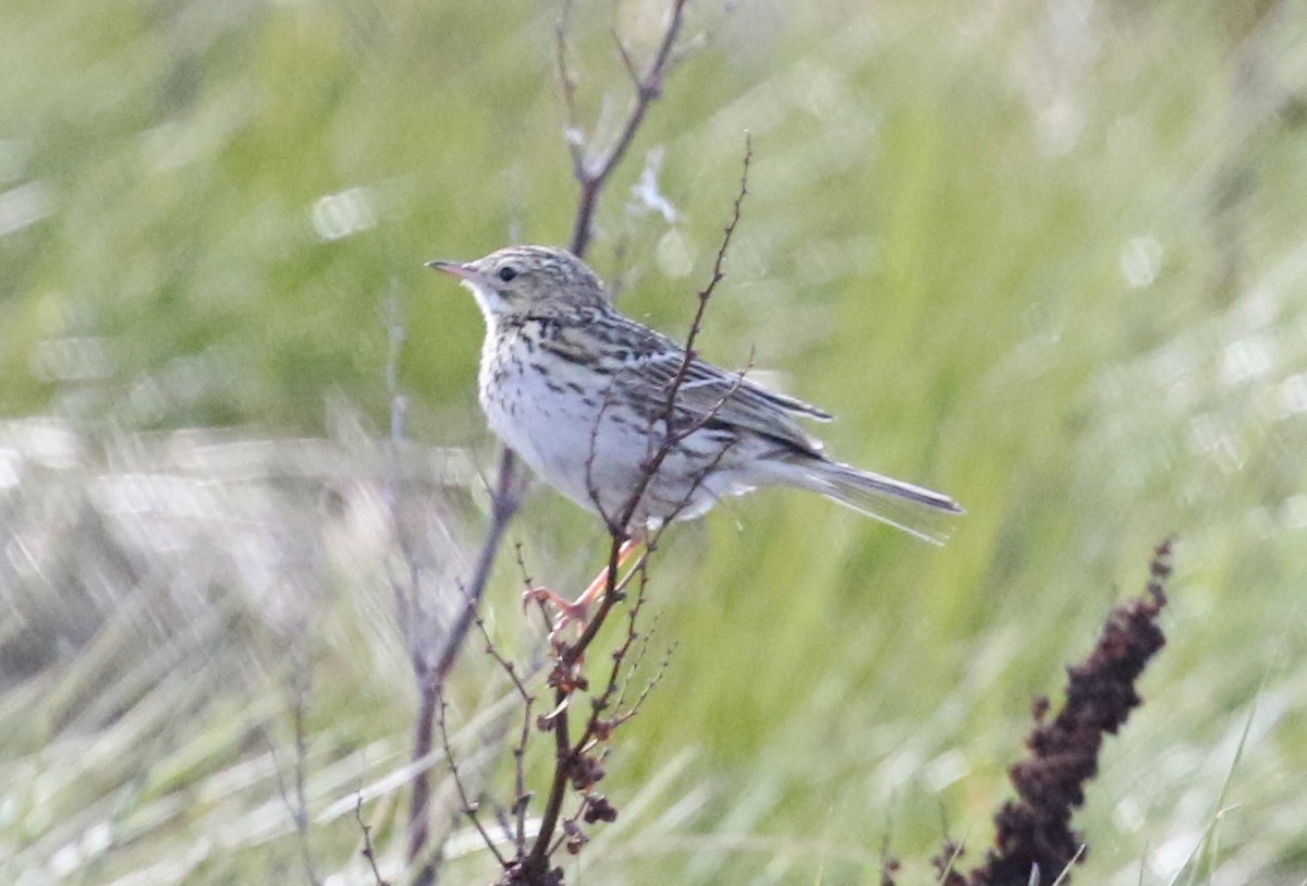 Hellmayr's Pipit - ML195581071