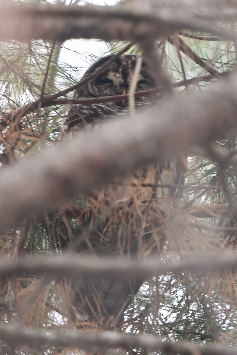 Barred Owl - ML195582061