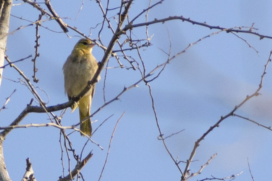 Bullock's Oriole - ML195582141