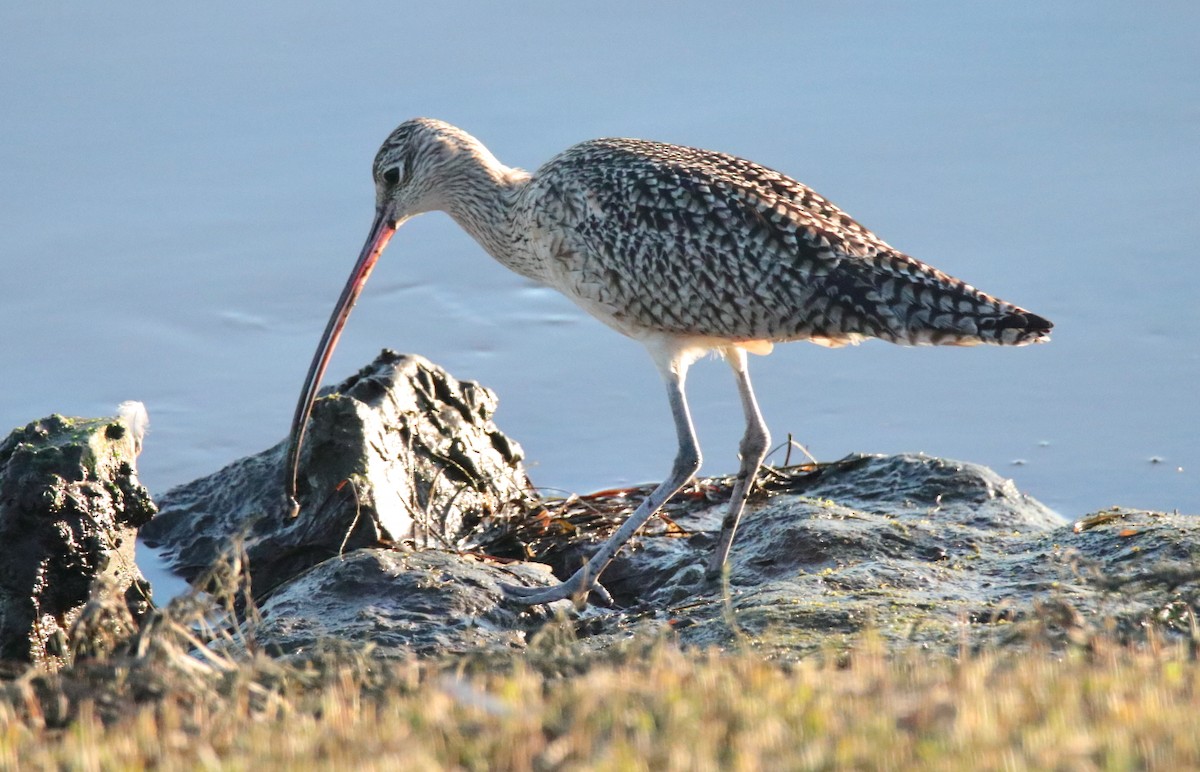 Long-billed Curlew - Larry Edwards