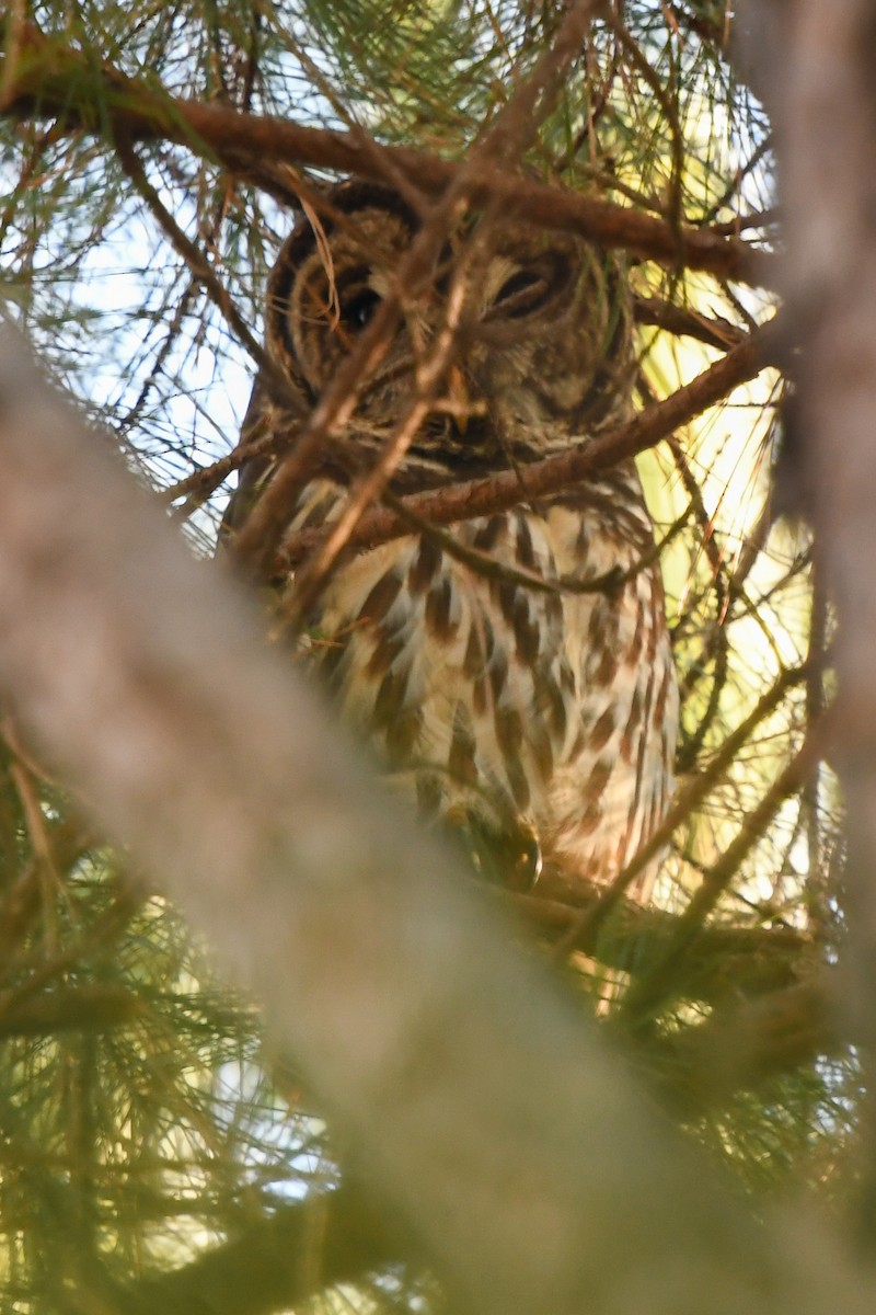 Barred Owl - ML195582561