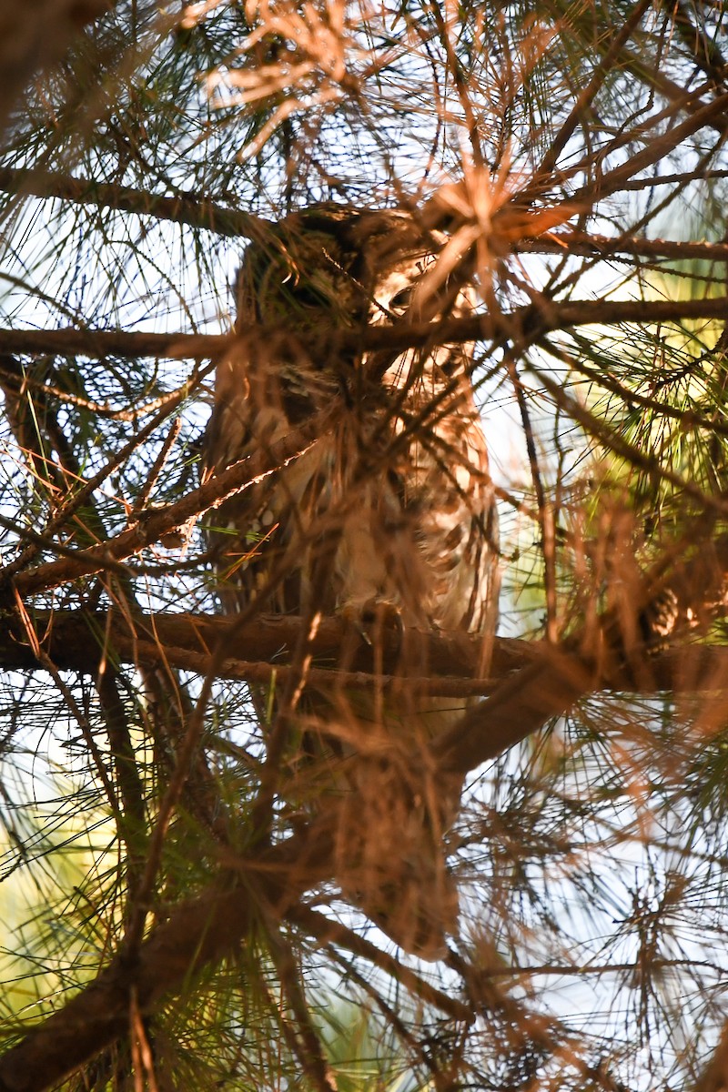 Barred Owl - ML195582581