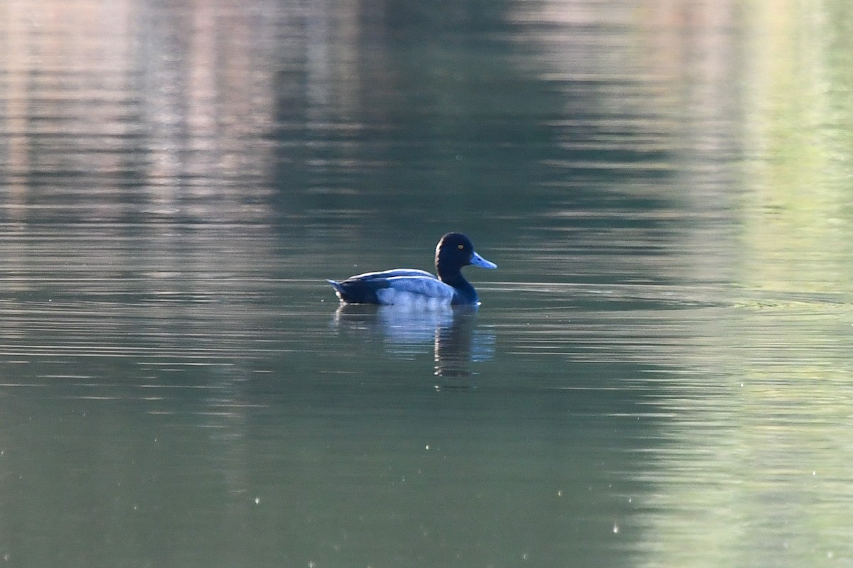 Lesser Scaup - ML195582601